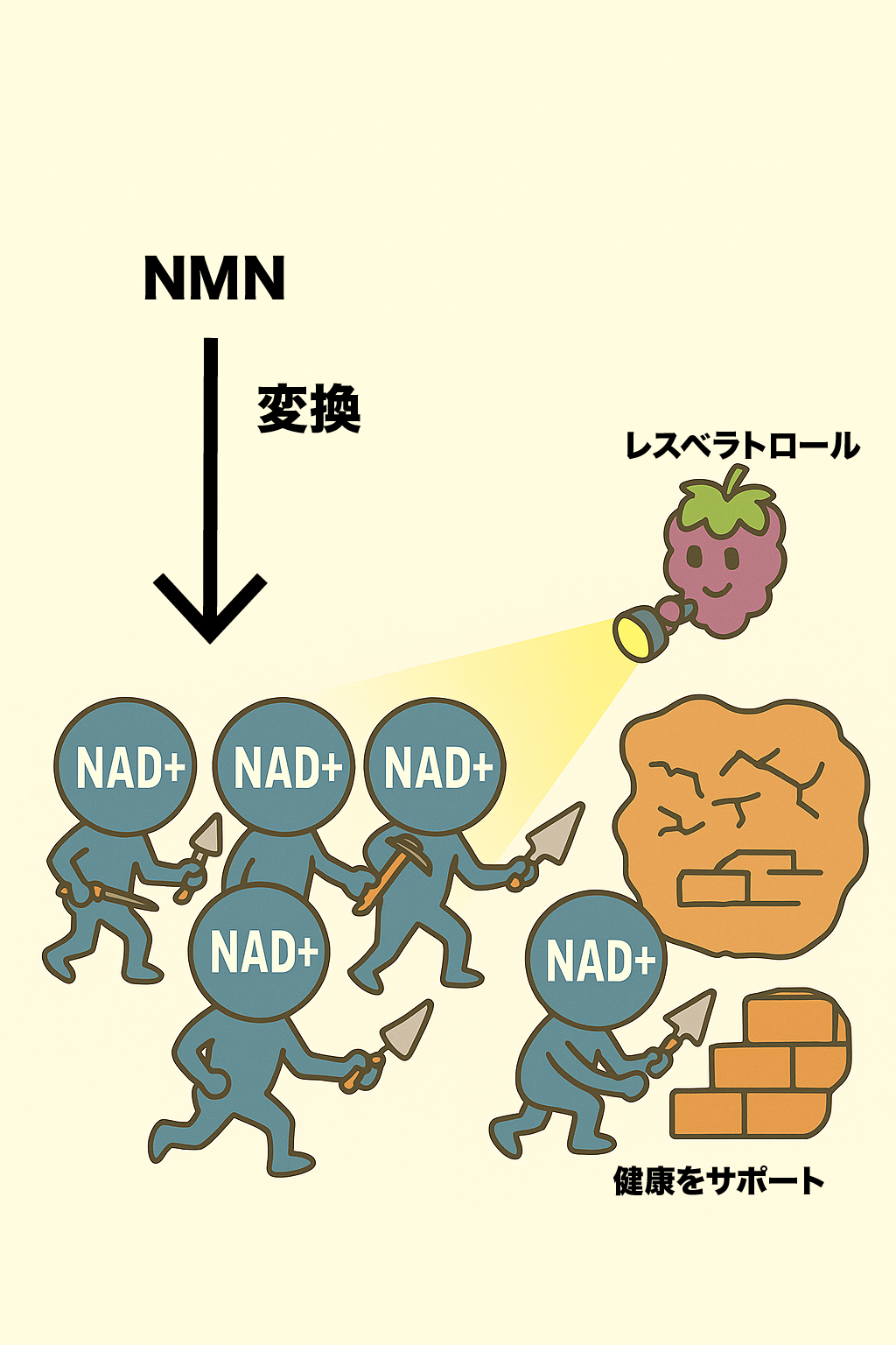 NMNの仕組み